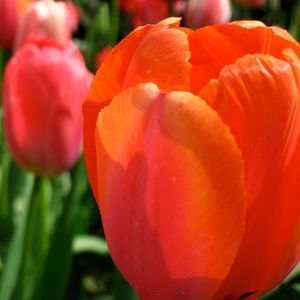 Meet your Posher, Rose